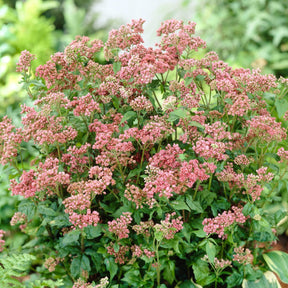 Koninginnekruid - Willemse