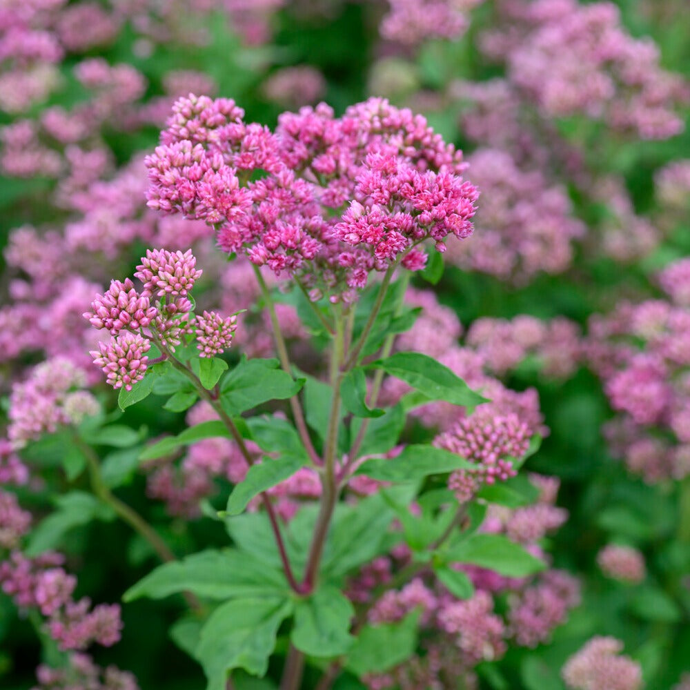 Eupatorium cannabinum Plenum - Koninginnekruid - Vaste planten