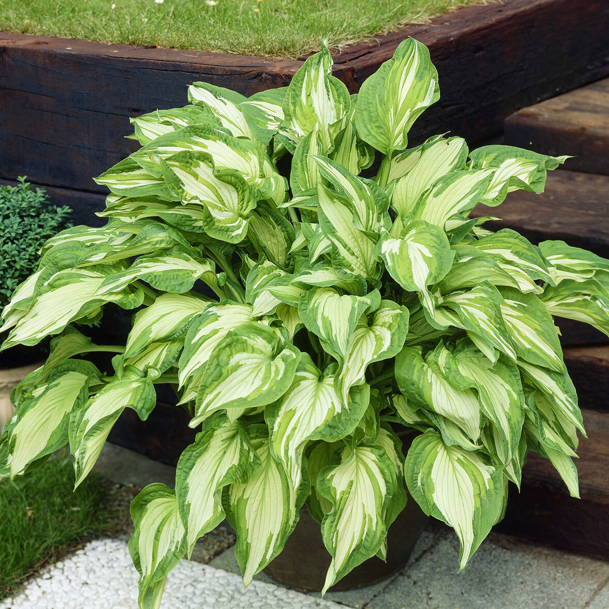 Hosta fortunei albopicta - Hartlelie Albopicta - Vaste planten
