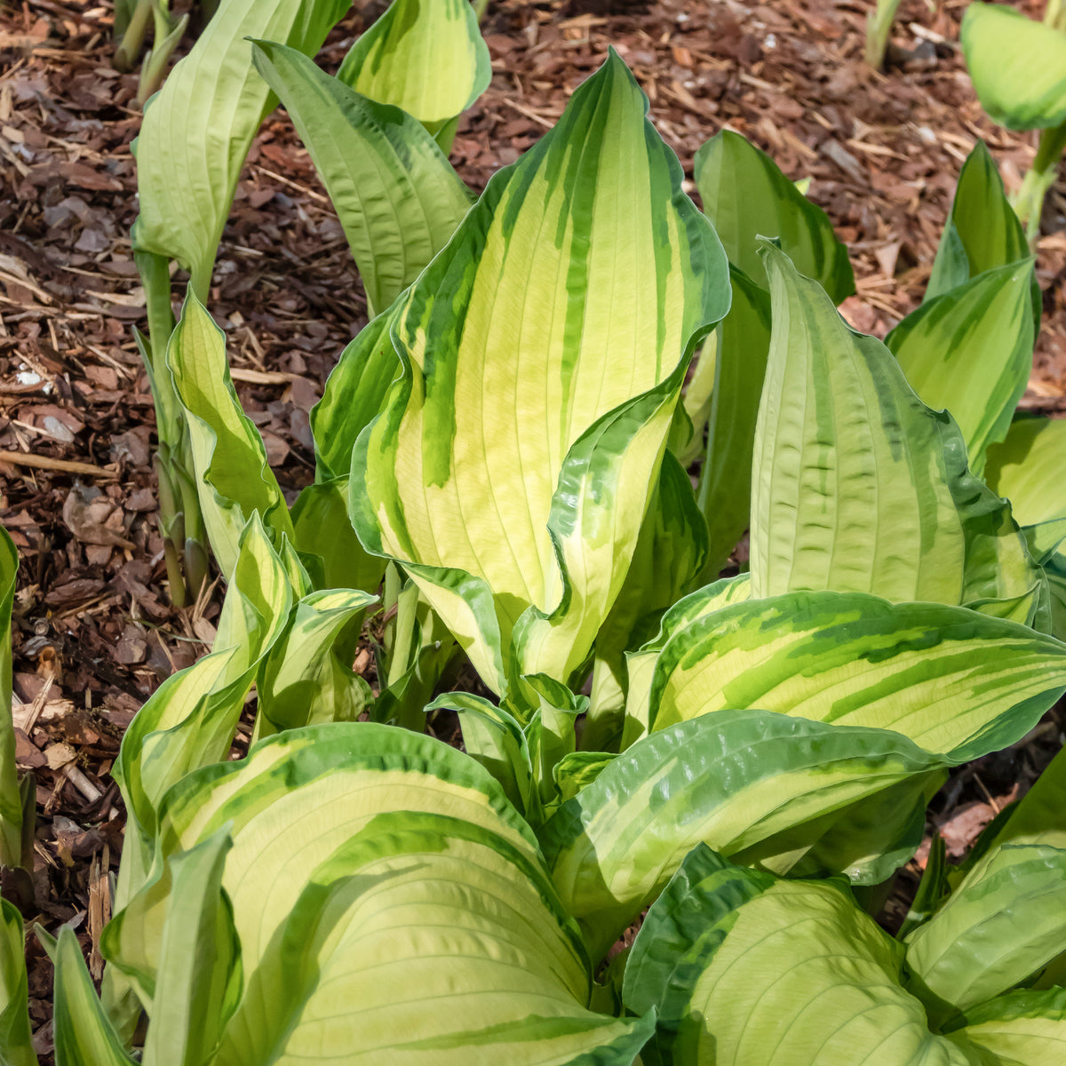 Hartlelie Albopicta - Hosta fortunei albopicta - Willemse