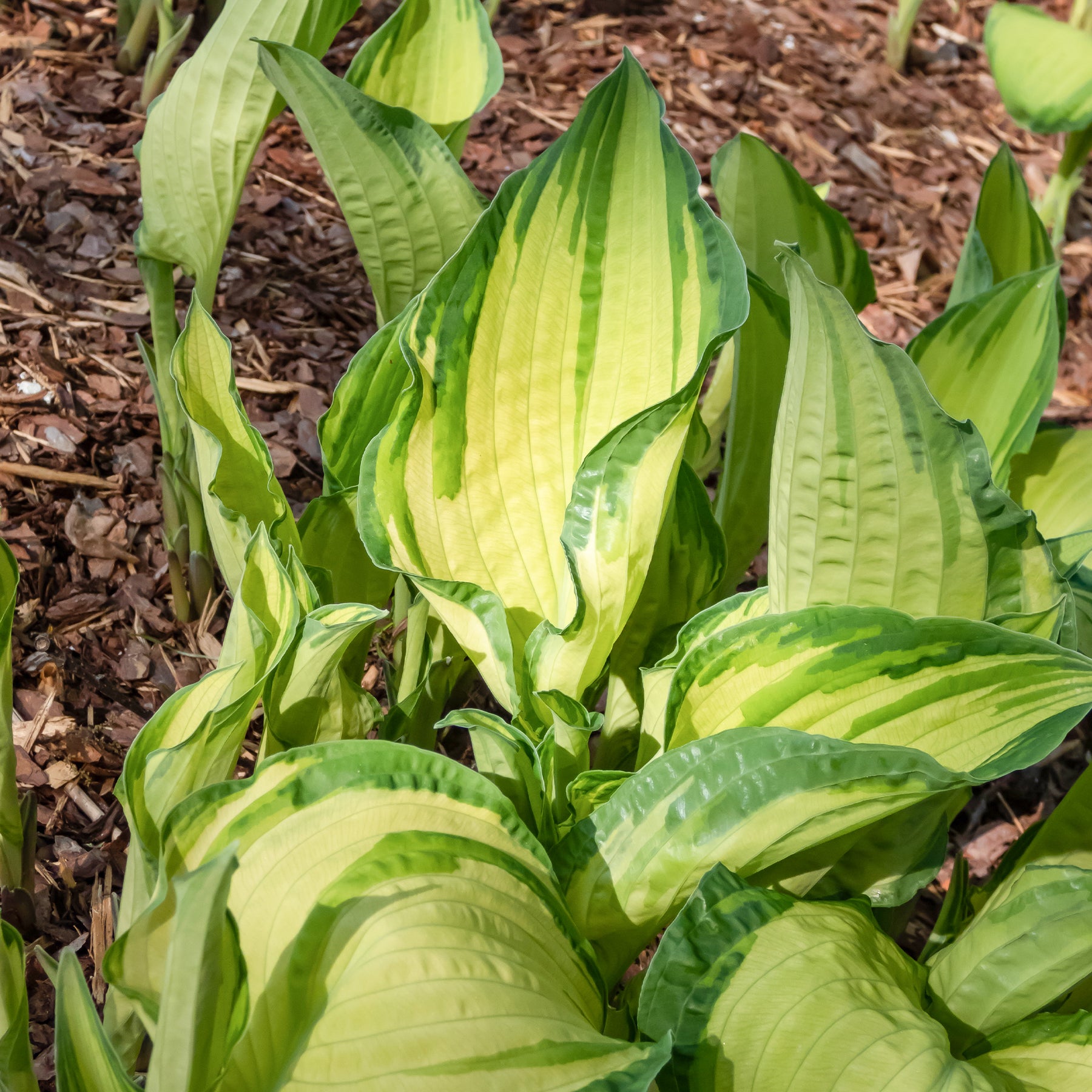 Hartlelie Albopicta - Hosta fortunei albopicta - Willemse