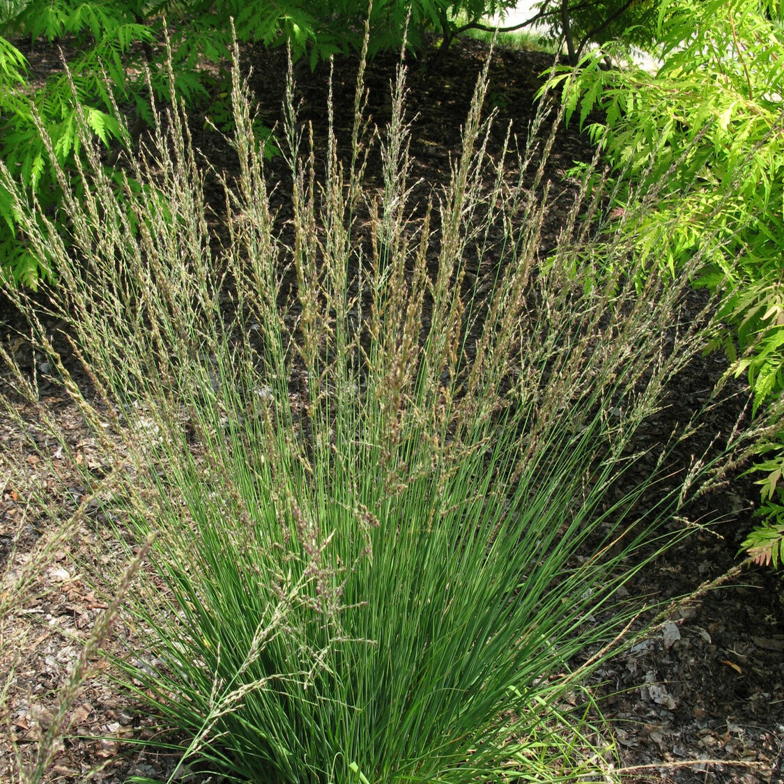 Pijpestrootje Moorflamme - Willemse