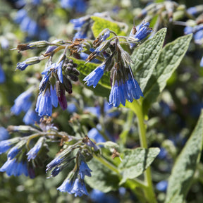 Vaste planten - Smeerwortel - Symphytum azureum