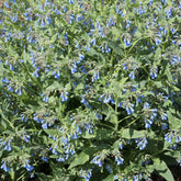 Smeerwortel - Willemse