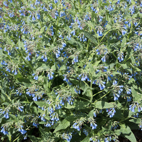 Smeerwortel - Willemse