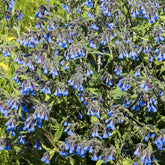 Symphytum azureum - Smeerwortel - Vaste planten
