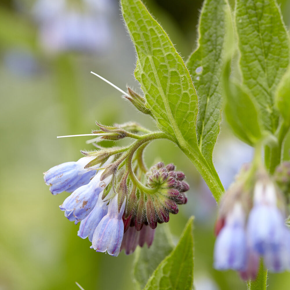 Symphytum azureum - Smeerwortel - Vaste planten