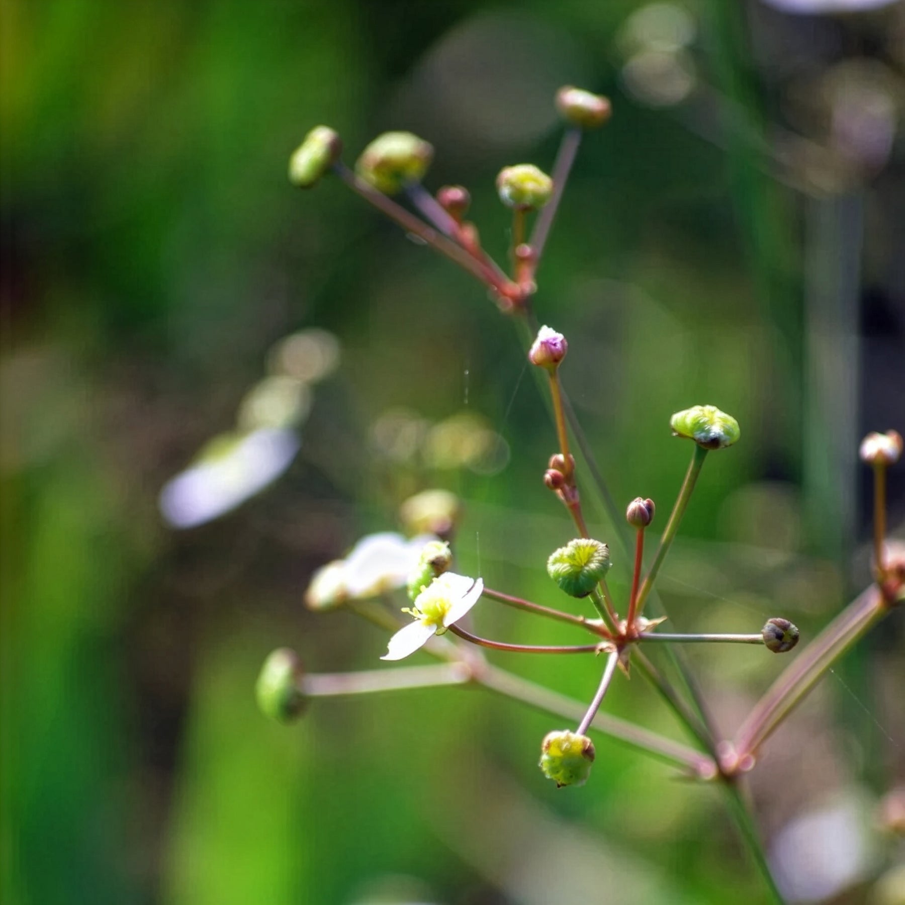 Waterweegbree - Alisma lanceolatum - Willemse