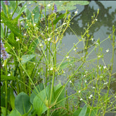 Alisma plantago-aquatica - Grote waterweegbree - Naakte wortels