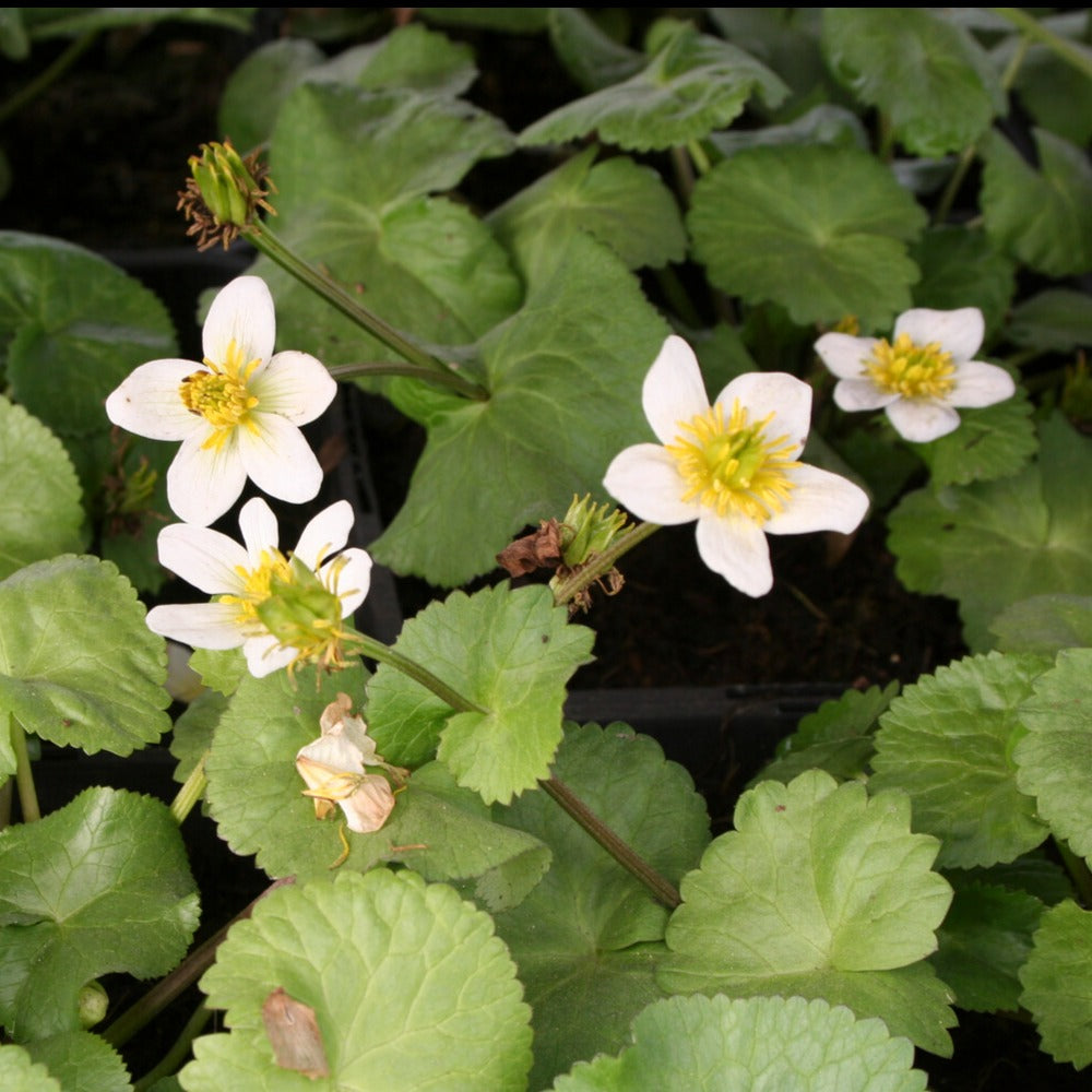 Dotterbloem - Willemse