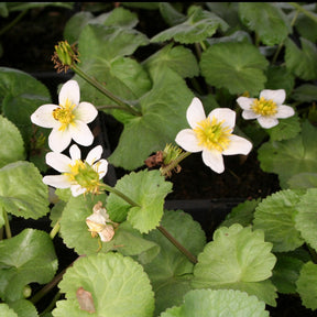 Dotterbloem - Willemse