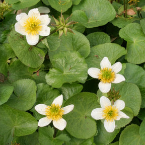Caltha alba - Dotterbloem - Alle vijverplanten