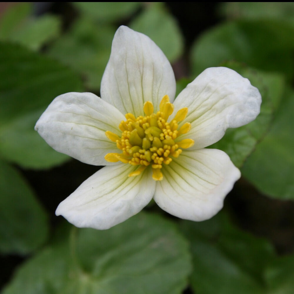 Dotterbloem - Caltha alba - Willemse
