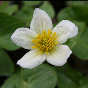 Dotterbloem - Caltha alba - Willemse