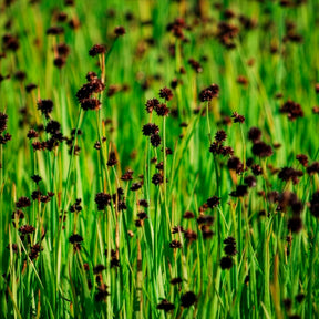 Dwergrus - Juncus ensifolius - Willemse