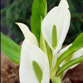 Witte aronskelk - Willemse