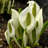 Witte aronskelk - Willemse