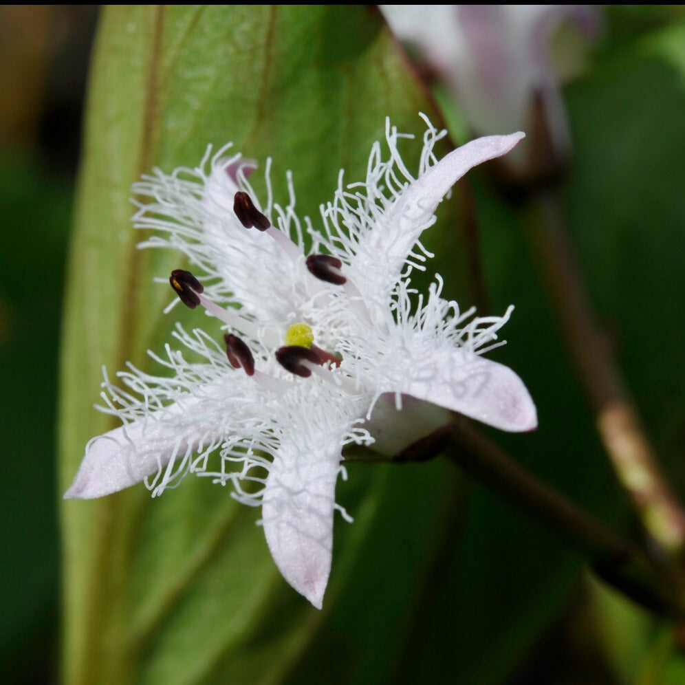 Waterdrieblad - Menyanthes trifoliata - Willemse