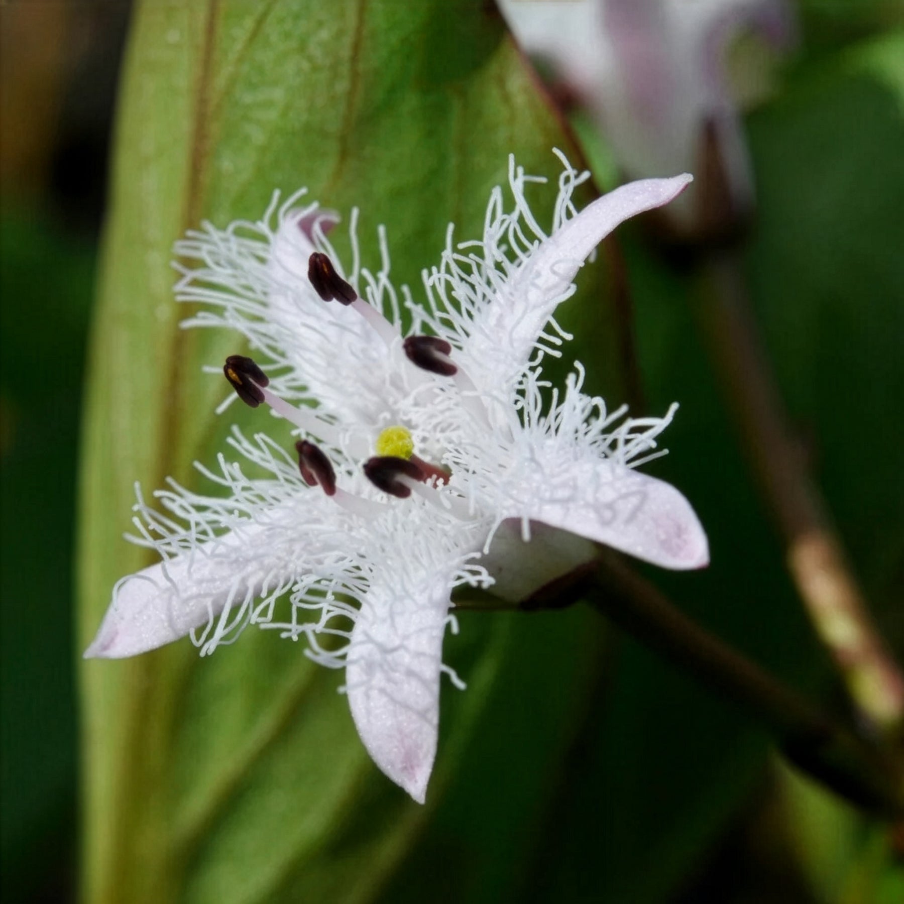 Menyanthes trifoliata - Waterdrieblad - Waterplanten voor vijvers