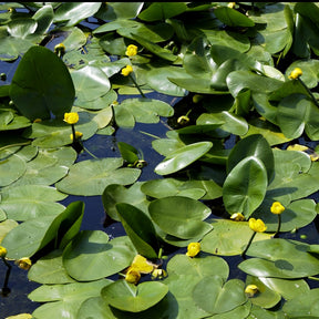Waterlelies - Gele plomp - Nuphar lutea