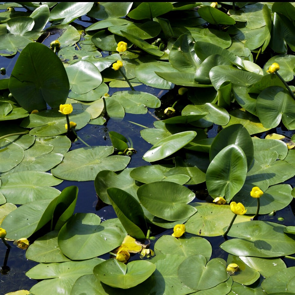 Waterlelies - Gele plomp - Nuphar lutea