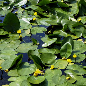 Waterlelies - Gele plomp - Nuphar lutea