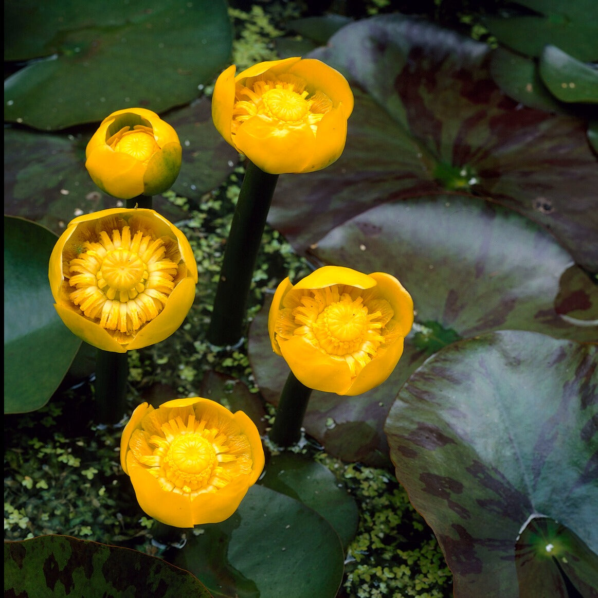 Nuphar lutea - Gele plomp - Waterlelies