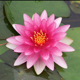 Waterlelie 'Charles de Meurville' - Willemse