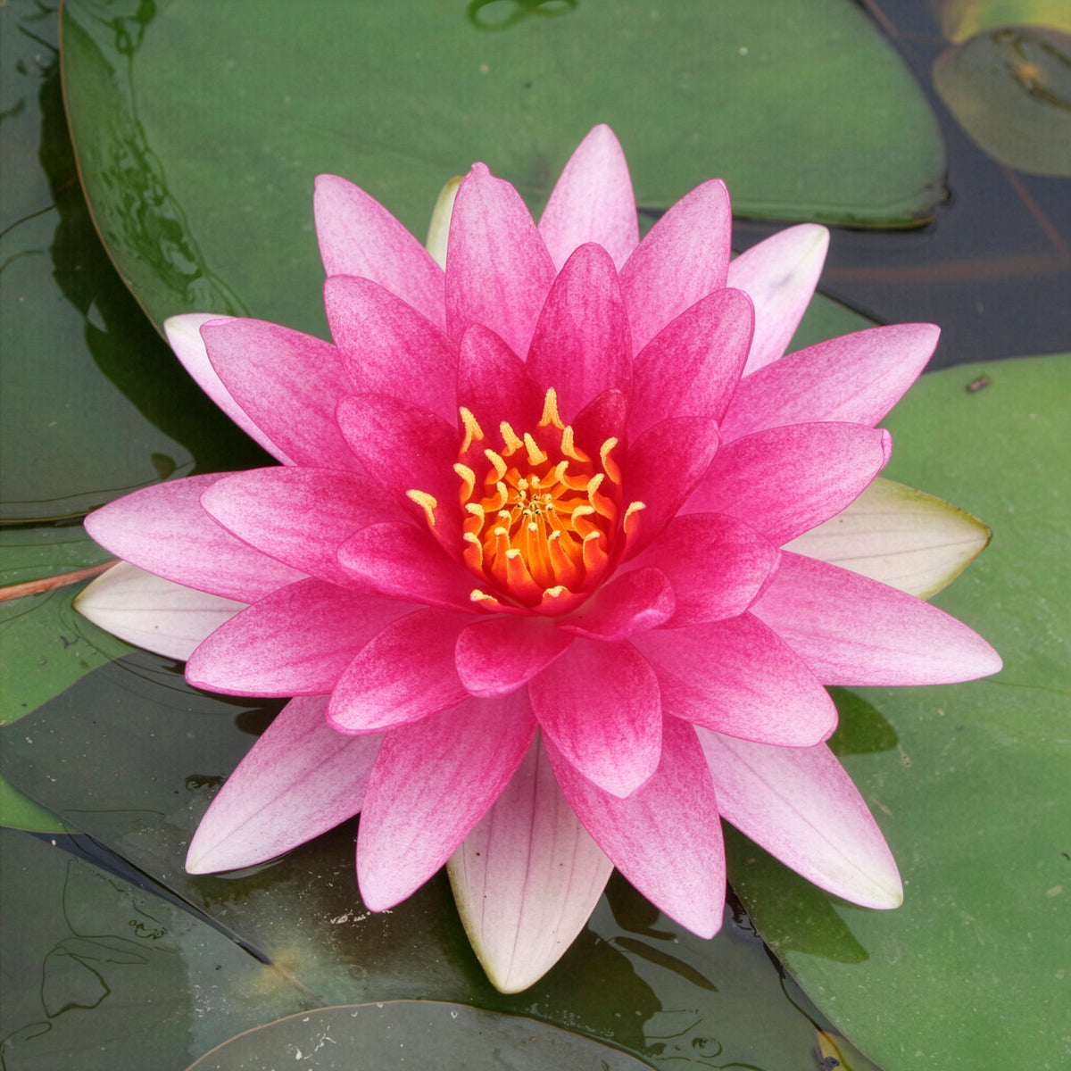 Waterlelie 'Charles de Meurville' - Willemse