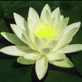 Waterlelie 'Gladstoniana' - Willemse
