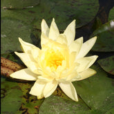 Waterlelie 'Joey Tomocick' - Willemse