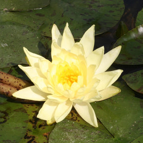 Waterlelie 'Joey Tomocick' - Willemse