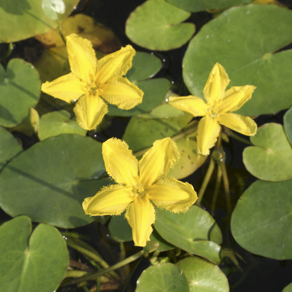 Paardenbloem Faux waterlelie - Willemse