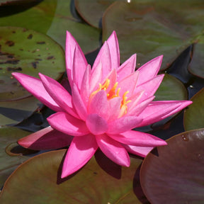 Waterlelie 'Rose Arey' - Willemse
