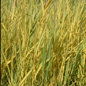 Rietgras Variegatus - Phragmites australis variegatus - Willemse