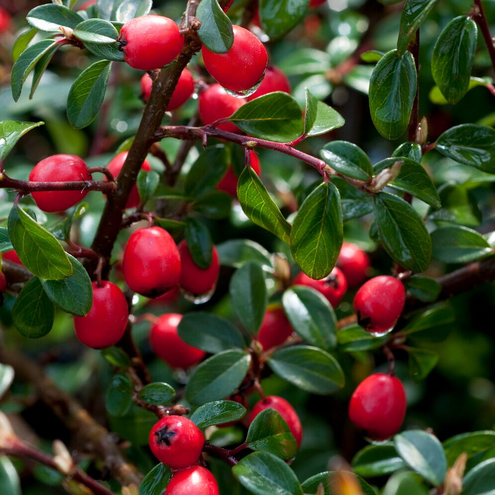 Dwergmispel 'Coral Beauty' - Bloeiende heesters - Willemse