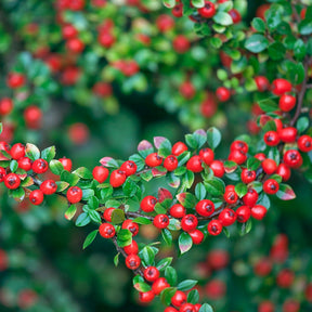 Dwergmispel 'Coral Beauty' - Cotoneaster suecicus Coral Beauty - Willemse
