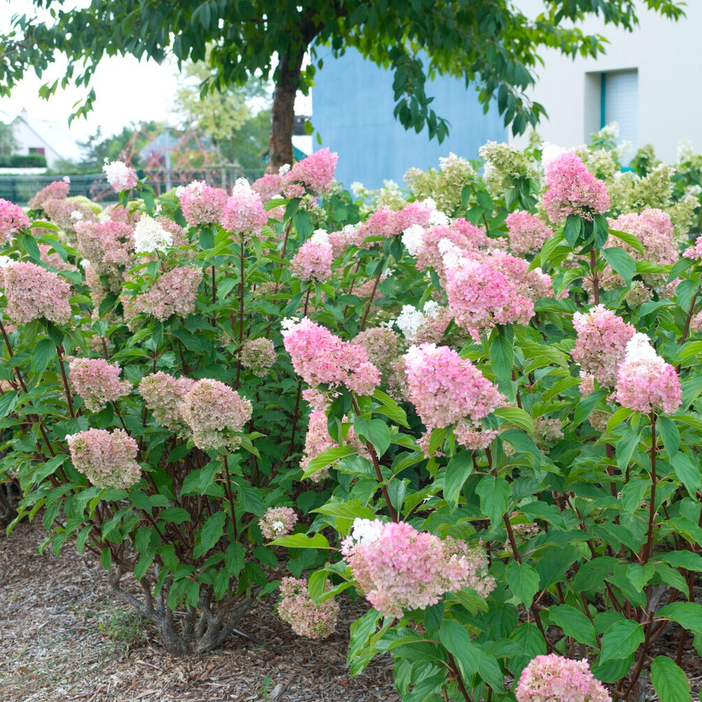 Pluimhortensia Sundae Fraise® 'Rensum' - Willemse