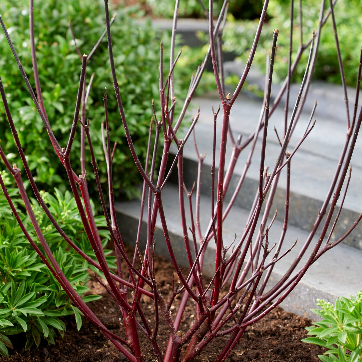 Cornus alba kesselringii - Witte kornoelje 'Kesselringii' - Heesters