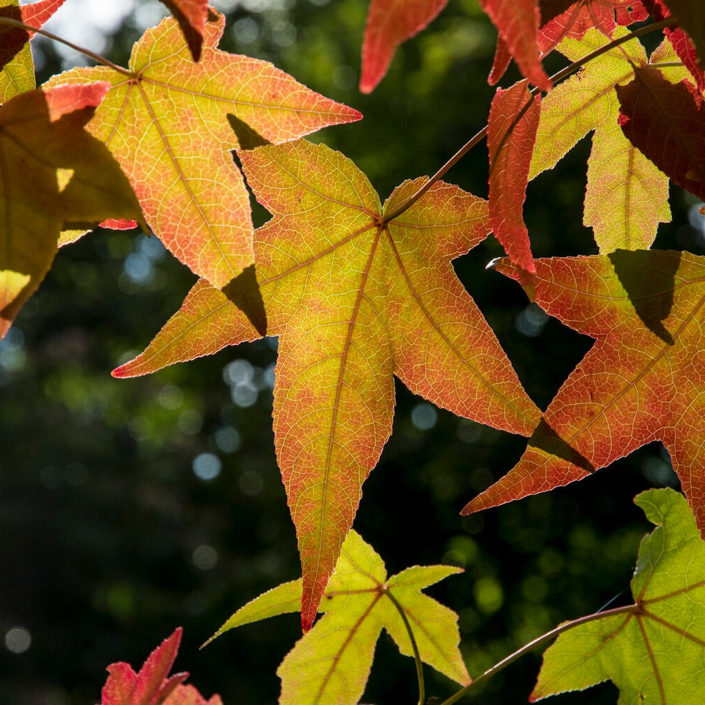 Amberboom Woodland Honeysuckle Serotina - Liquidambar styraciflua - Willemse