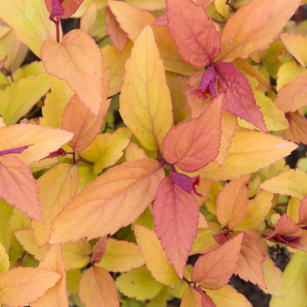 Spierstruik 'Firelight' - Spiraea japonica Firelight - Willemse