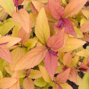 Spierstruik 'Firelight' - Spiraea japonica Firelight - Willemse