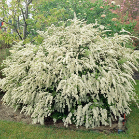 Spierstruik - Willemse