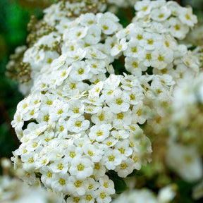 Spierstruik - Spiraea vanhouttei - Willemse