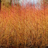 Rode kornoelje 'Midwinter Fire'