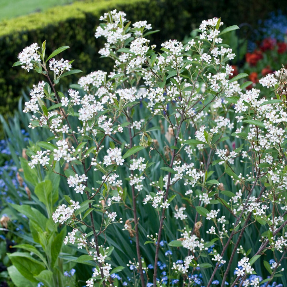 Zwarte Appelbes Brilliant - Willemse