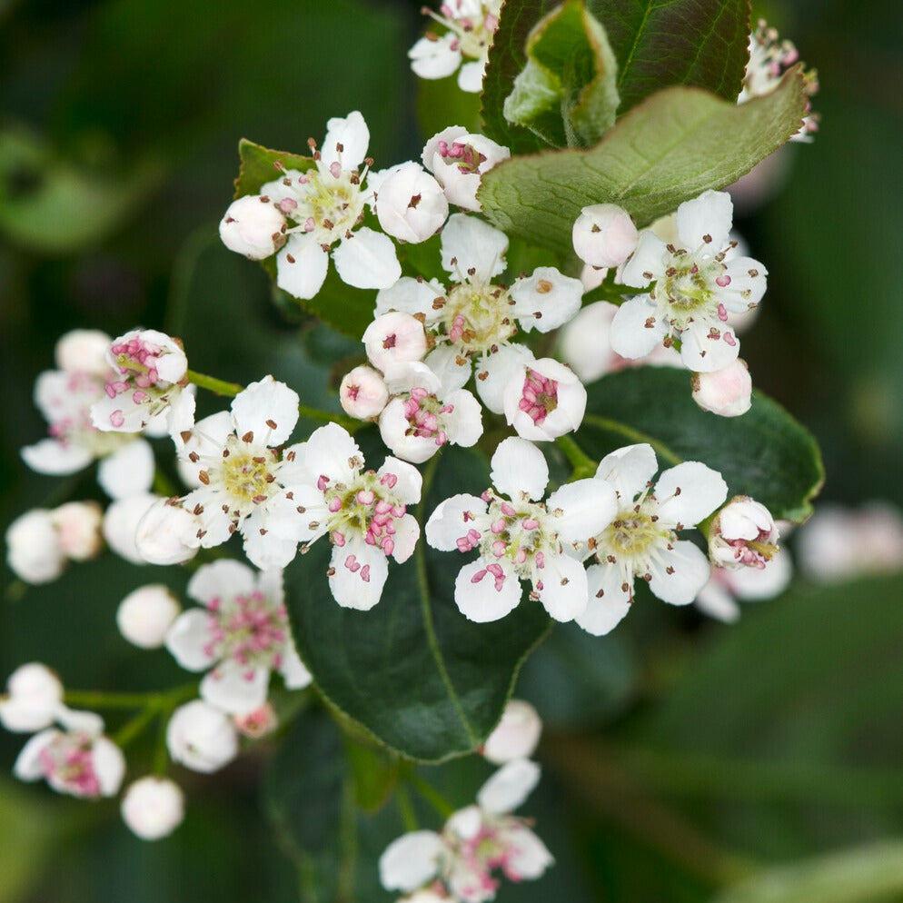 Zwarte appelbes - Aronia melanocarpa - Willemse