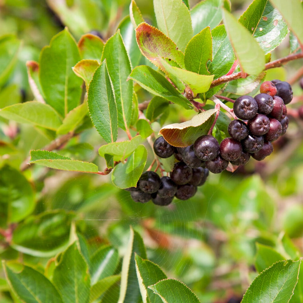 Zwarte appelbes - Willemse