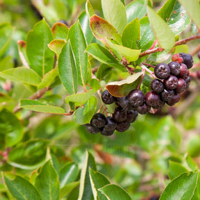 Zwarte appelbes - Willemse