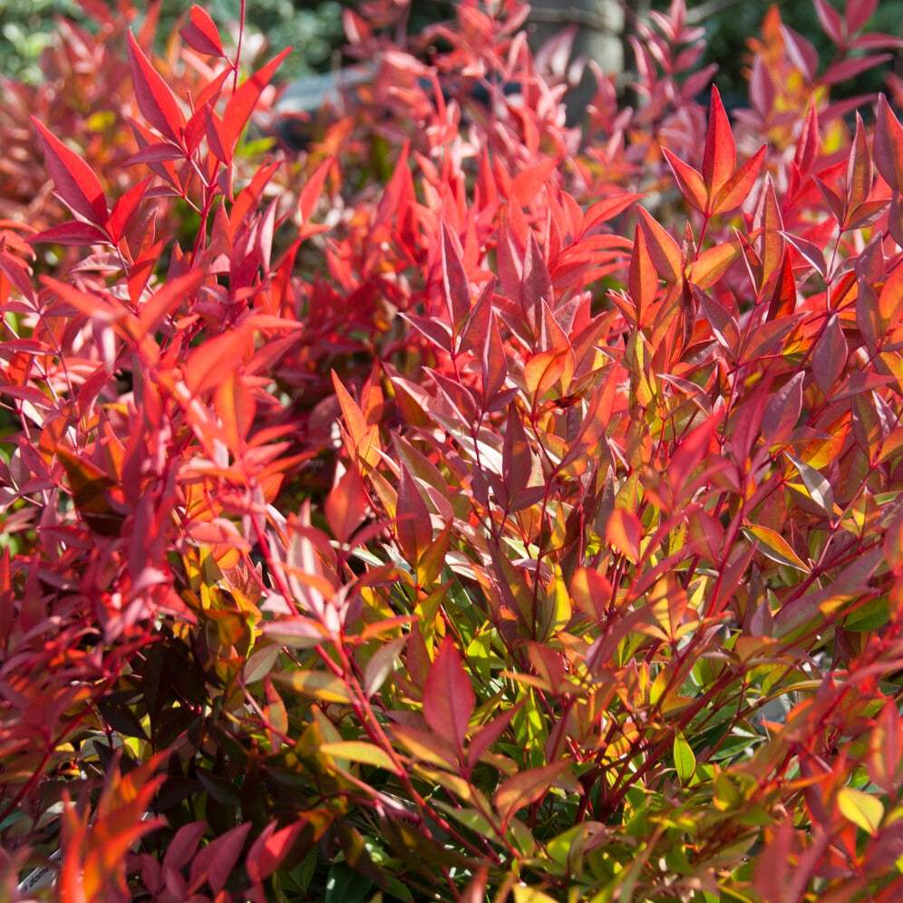 Hemelse bamboe 'Gulf Stream' - Willemse